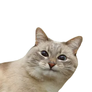 😐 7b72cba8 gato, animal, animal de estimação, animal doméstico telegram sticker