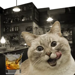 🥃 988561a1 gato, whisky, bar, álcool, animal, lambendo, bebida telegram sticker