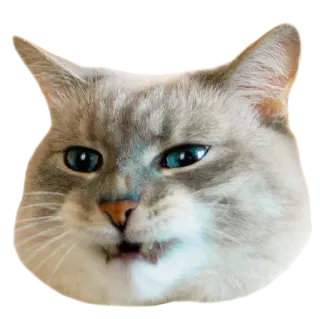😒 af6c4309 gato, felino, animal, animal de estimação, meme, expressão, engraçado, fofo telegram sticker