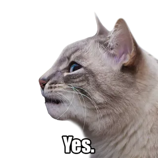 🗣 d5d3e2f5 Yes. gato, animal, sim, afirmativo, meme, animal doméstico telegram sticker