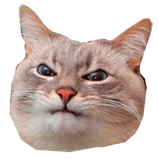 😠 dd6a270f gato, animal, animal de estimação, meme, engraçado, fofo telegram sticker