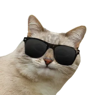 😎 f39a3bba gato, óculos de sol, gato legal, animal, animal de estimação, engraçado, fofo, meme telegram sticker