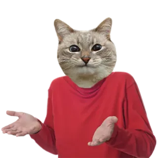 🤷‍♂️ f75b7dcb gato, dar de ombros, meme, confuso, animal, gatinho, humor, engraçado telegram sticker