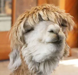 😘 271e0144 알파카, 동물, 귀여운, 보송보송한, 라마, 가축 whatsapp sticker