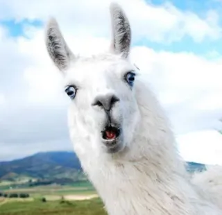😮 5ebe5b57 라마, 동물, 웃긴, 밈, 흰색, 하늘, 인물 whatsapp sticker
