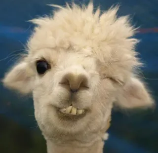 😉 682e497b 알파카, 동물, 웃긴, 귀여운, 라마, 인물사진 whatsapp sticker