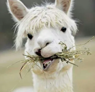 😄 6cc4a122 라마, 알파카, 동물, 귀여운, 웃긴, 인물사진 whatsapp sticker