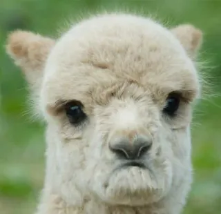 😕 704e5d5f 알파카, 동물, 귀여운, 폭신한, 라마 whatsapp sticker