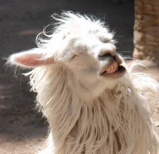 🤣 8126810f 라마, 동물, 포유류, 흰색, 털복숭이, 웃긴, 인물 사진 whatsapp sticker