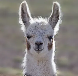 😏 acaf082c 라마, 동물, 인물 사진, 포유류, 가축 whatsapp sticker