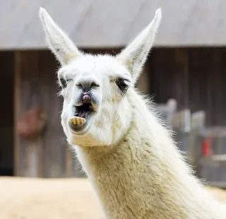 😠 e468c4b3 라마, 동물, 흰색, 인물 사진, 웃긴, 동물원 whatsapp sticker