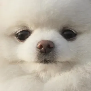 😐 003bc5d5 chien, poméranien, chien blanc, mignon, chiot, animal whatsapp sticker