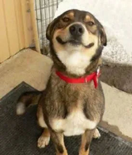 😁 1403a32f chien, animal, animal de compagnie, mignon, souriant whatsapp sticker