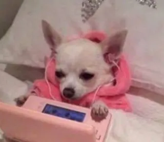 🎶 1f01900c chihuahua, chien, animal, animal de compagnie, gamer, jeu, mignon whatsapp sticker