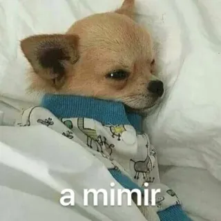 😴 2a33f692 a mimir chien, chihuahua, endormi, mignon, animal de compagnie, animal, lit, mème whatsapp sticker