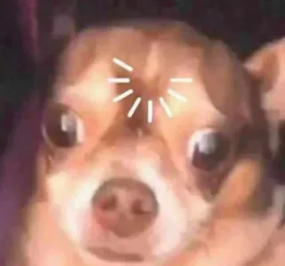 🤔 2d159943 chien, chihuahua, chargement, confus, animal, mignon, mème whatsapp sticker