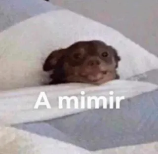 😴 2d41e7e5 A mimir chien, dormir, mignon, mème, a mimir whatsapp sticker