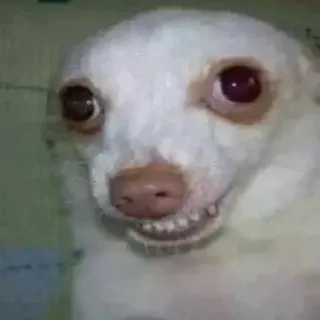 😁 341bb99a chien, drôle, mème, animal, animal de compagnie, effrayant, bizarre whatsapp sticker