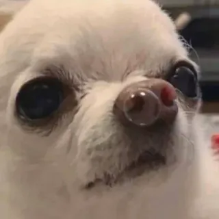 😪 35b63af4 chien, chihuahua, animal, animal de compagnie, chien blanc, mignon, petit chien, portrait whatsapp sticker