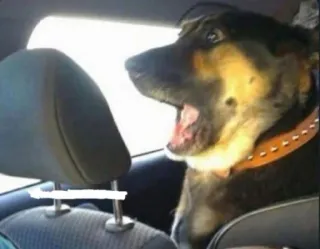 😮 3eccded2 chien, voiture, animal, animal de compagnie, siège, trajet whatsapp sticker