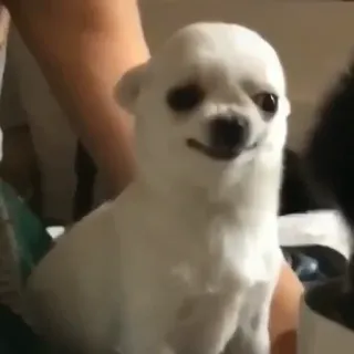 😐 4d166ef1 chien, chihuahua, animal, animal de compagnie, blanc, petit whatsapp sticker