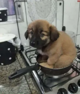 🍳 502e213c chien, chiot, poêle, cuisine, cuisine, mignon, animal, animal de compagnie whatsapp sticker