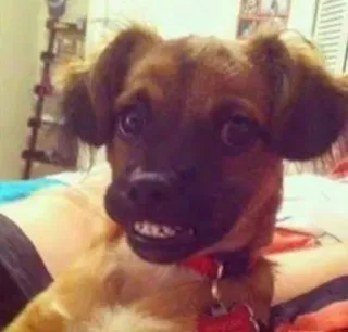 😅 513a3192 chien, animal de compagnie, animal, chiot, mignon, animal domestique whatsapp sticker