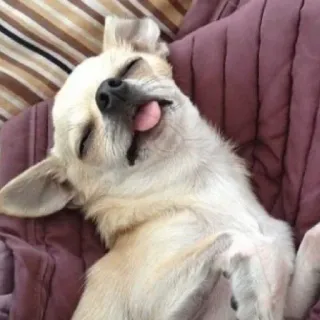 😴 5b237bb1 chien, chihuahua, animal, animal de compagnie, mignon, dormir, langue whatsapp sticker