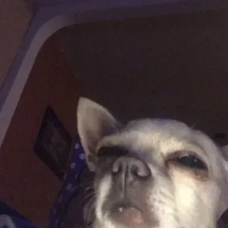 😒 6d3f4956 chien, chihuahua, animal, animal de compagnie, drôle, mème whatsapp sticker