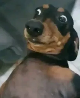 😳 7f6182f4 chien, teckel, animal de compagnie, animal, drôle, mème whatsapp sticker