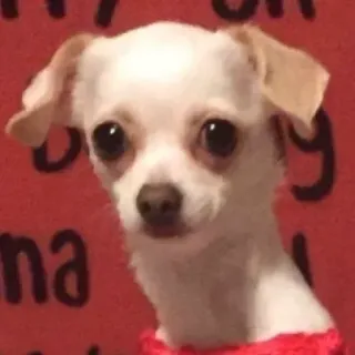 😐 803ed90a chien, chihuahua, animal, animal de compagnie, mignon, chiot whatsapp sticker