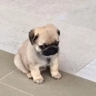 😔 88e66ed1 carlin, chiot, chien, animal, mignon, animal de compagnie whatsapp sticker