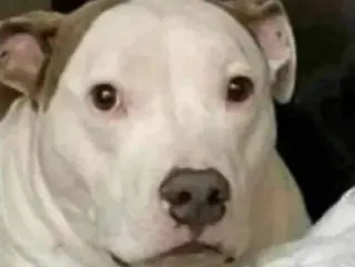 😐 974f3857 chien, pitbull, animal de compagnie, animal, chiot, portrait whatsapp sticker