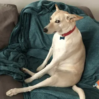 😒 9a113de3 chien, animal de compagnie, animal, canin, animal domestique whatsapp sticker