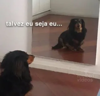 😐 a60c9d9d talvez eu seja eu... chien, miroir, reflet, teckel, animal de compagnie, animal, drôle, mignon whatsapp sticker