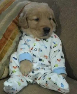 🥺 a6fd2ccd chien, chiot, golden retriever, pyjama, mignon, animal, animal de compagnie whatsapp sticker