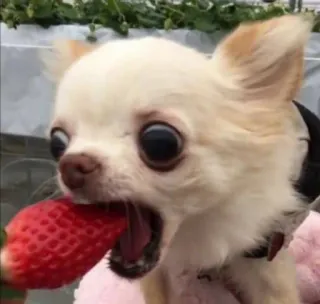 🍓 acecf62c chien, chihuahua, fraise, animal, mignon, nourriture, fruit whatsapp sticker