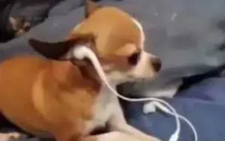 🎶 cbb02ec0 chien, chihuahua, écouteurs, musique, animal de compagnie, animal whatsapp sticker