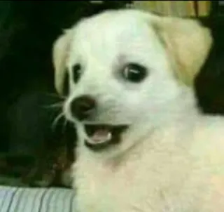 😮 d2dcaf4f chien, chiot, mignon, animal, animal de compagnie, chien blanc whatsapp sticker