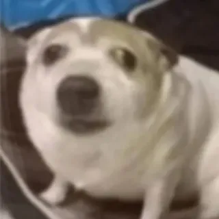 😐 e7232d53 chien, animal, animal de compagnie, mignon, portrait, animal domestique whatsapp sticker