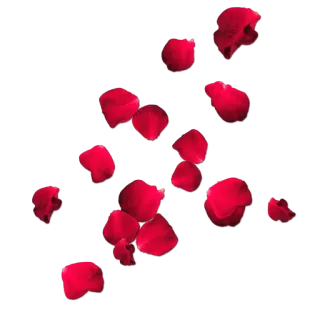 🍃 505ee6bd kelopak mawar, merah, kelopak, bunga, romansa, berbunga telegram sticker