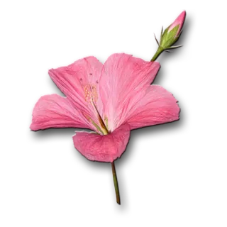 🌺 6b4912ef kembang sepatu merah muda, bunga, berbunga, alam, tanaman, mekar telegram sticker