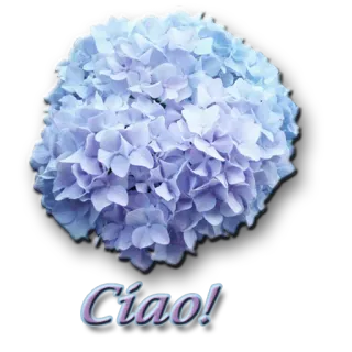 🙋 ea90746a Ciao! hortensia, bunga, salam, italia, ciao, berbunga, biru telegram sticker