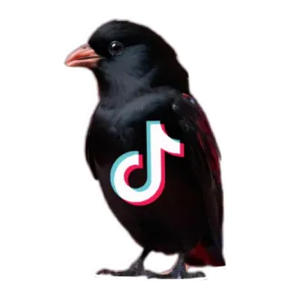 🐦 fc42f8f8 鸟, 抖音, 标志, 社交媒体, 黑鸟, 动物, 鸟类 telegram sticker