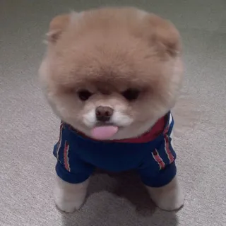 Забавные животные (@safthome) telegram stickers