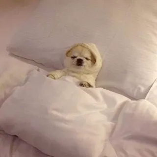 😴 0c7e1ac8 anjing, tempat tidur, mengantuk, imut, hewan telegram sticker