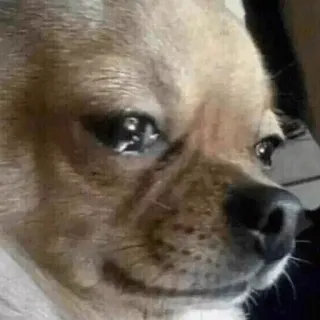 😭 0ee2ba6a anjing, chihuahua, kesal, sedih, meme telegram sticker