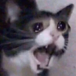 😧 125f0e56 kucing, menangis, meme, sedih, hewan telegram sticker