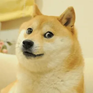 Забавные животные (@safthome) telegram stickers