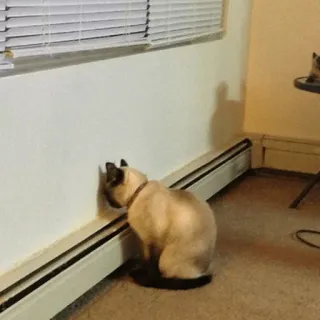 Забавные животные (@safthome) telegram stickers